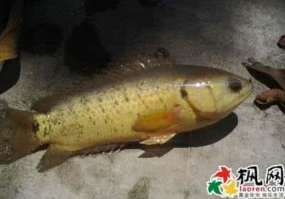 做梦梦见大鱼 梦见鱼 做梦梦见大鱼_梦见鱼