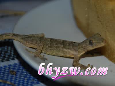 壁虎治疗癌症 治疗癌症的一位好药——壁虎 、转载