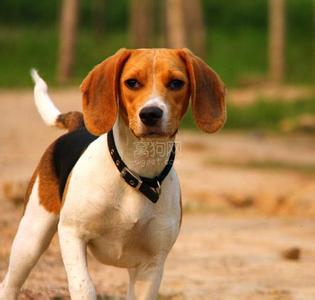 跟比格犬像的是什么狗 比格犬介绍 比格狗价格介绍