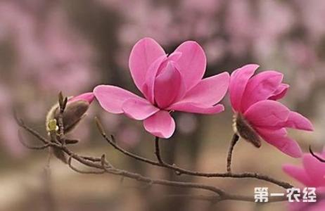 辛夷花和玉兰花的区别 辛夷花与木兰花、玉兰花的区别【植物图鉴】