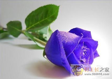 蓝色妖姬多少钱一朵 蓝色妖姬多少钱一朵 蓝色妖姬价格