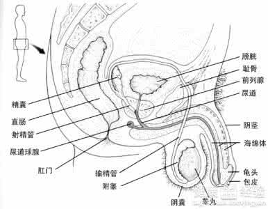屏障避孕法 盘点：性生活中必知的避孕技巧：生殖器屏障措施