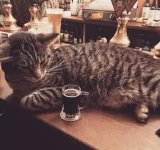 酒吧ds要陪客人喝酒吗 喵星人当起酒吧员工,陪客人喝酒聊天...