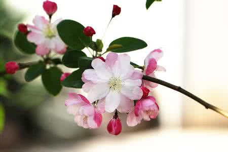 苹果花 苹果花 苹果花的做法,苹果花怎么做好吃,苹果花的家常做法