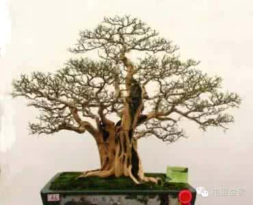 岭南盆景修剪技艺视频 盆景修剪技艺：盆景根、干、枝修剪十六忌