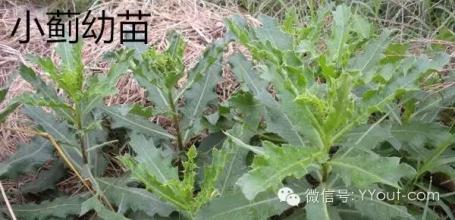 慢性鼻窦炎怎么根治 【治鼻窦炎好单方】“小蓟”根治鼻窦炎，20年未曾复发！