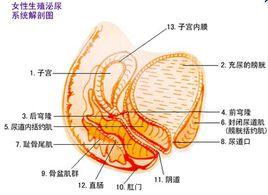 db缩阴紧致液多少钱 女子缩阴手术让阴道紧致如初