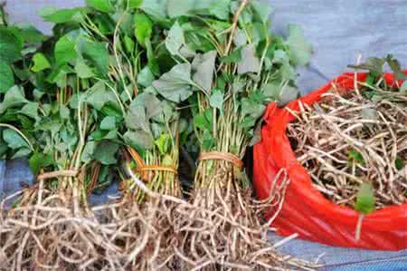 鱼腥草泡水喝的做法 鱼腥草泡水喝的功效