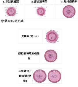 胚胎发育过程 胚胎发育过程图 胚胎发育过程 胚胎发育的基本信息