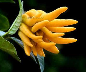 千佛手砍头后如何生根 佛手如何保存