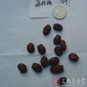 荔枝核的功效与作用 荔枝核的功效与作用 荔枝核的作用有哪些