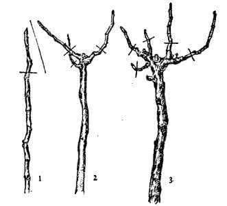 无花果修剪图解 无花果修剪