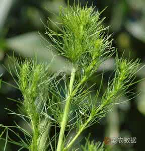 天山股份 天山猪毛菜