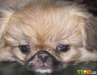 犬瘟热治疗费用 狗瘟的治疗 犬瘟热治疗费用