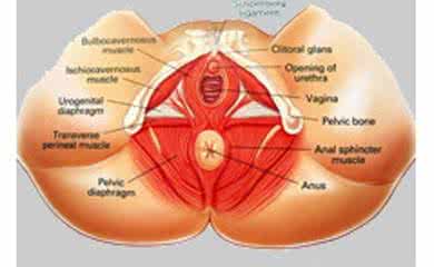 有色素减退症状的疾病 外阴色素减退性疾病 外阴色素改变疾病