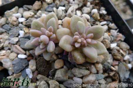 多肉植物姬秋丽 【园艺】多肉植物姬秋丽怎么养