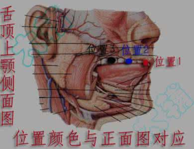 舌抵上腭的正确位置 为什么要确认正确的舌抵上腭？