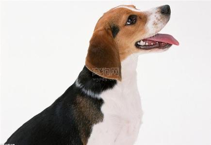比格犬如何训练 如何训练比格犬