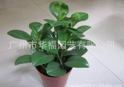 室内观叶花卉 室内_盆栽观叶花卉