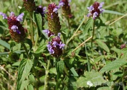 阴阳师多才多艺的崽儿 “多才多艺” 的夏枯草