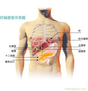 肝癌的疼痛部位 肝癌什么部位痛?