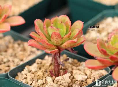 多肉植物木质化 多肉植物 多肉植物木质化