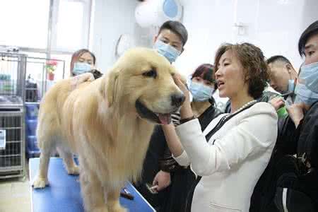 宠物美容师培训费用 宠物美容师培训 宠物美容师培训费用