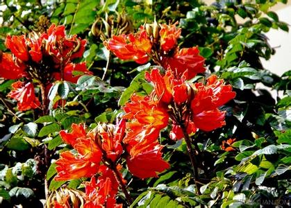 木瓜的功效与作用 火焰木的功效作用以及食疗