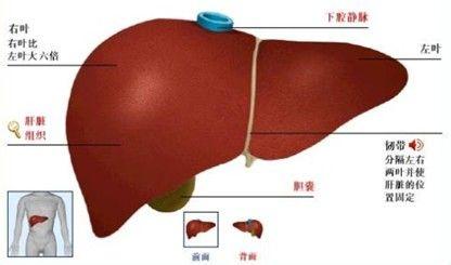 肝血管瘤 肝血管瘤 肝脏上的血管瘤 四种方法帮你治疗肝血管瘤