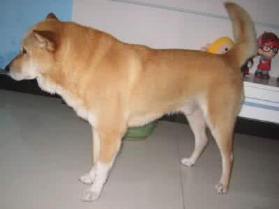 可爱的中华田园犬 中华田园犬:我并不好吃,我同样可爱