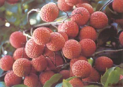 荔枝怎么保存 一个保存荔枝的小窍门