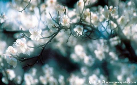 人生感悟情感美文欣赏 让人生布满花的芬芳【情感美文】