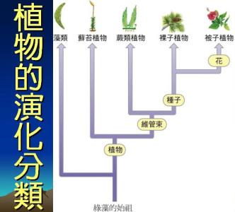 养胃的方法 养胃的方法 不同OL分类养胃法