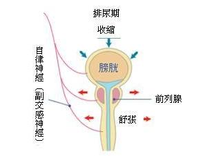 尿道口流脓小便刺痛 小便尿道口会刺痛 男性小便尿道口刺痛