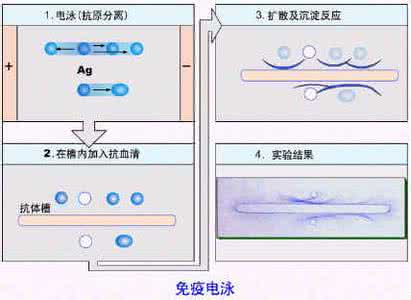 体液免疫检测 体液免疫检测法