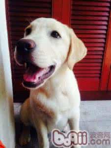 拉布拉多用什么沐浴露 洗澡用什么 拉布拉多洗澡用什么沐浴露?