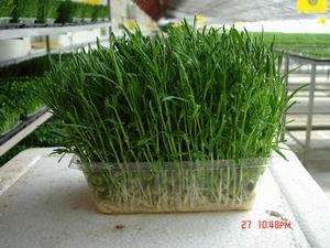 家庭种植芽苗菜的方法 家庭无土栽培芽苗菜种植技术