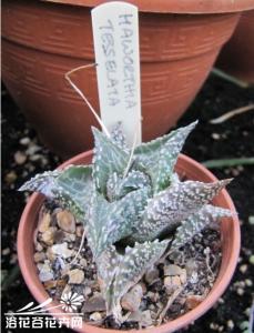 龙鳞 龙鳞(Haworthia tesselata)基本养护