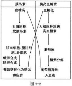 促进新陈代谢的药物 调节新陈代谢的药物 哪些食物能促进新陈代谢