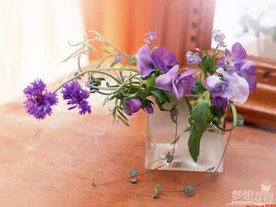 室内花卉养护 室内花卉养护的十大原则