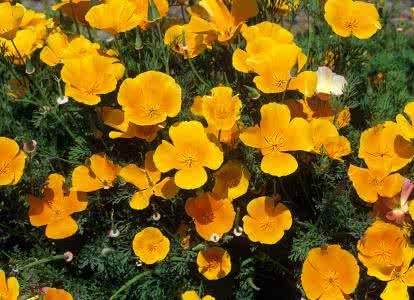 花菱草种植 花菱草种植 如何种植花菱草