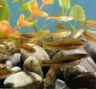 稀有鮈鲫价格 稀有鮈鲫