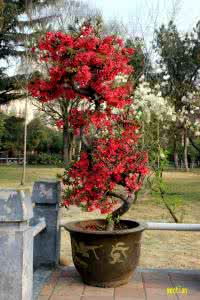 花卉盆景 宁波鄞州哪里买盆景 花卉盆景的种类 花卉盆景在哪里买