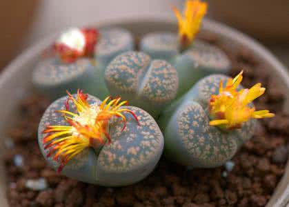 怎么让多肉植物开花？跟着大叔学习吧