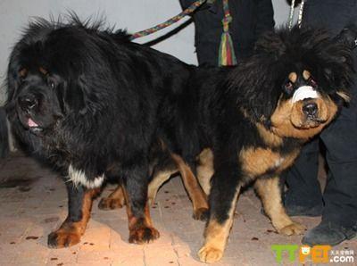 藏獒怀孕怎样能看出 藏獒交配 藏獒怎样交配