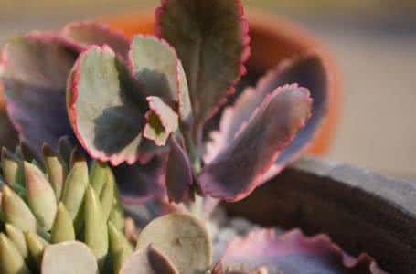 多肉植物玉吊钟 【园艺】多肉植物玉吊钟的养殖方法和注意事项