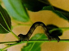 药用植物 药用植物害虫枣尺蠖