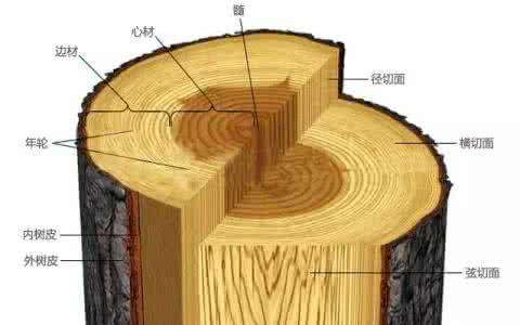 心材和边材的区别 边材