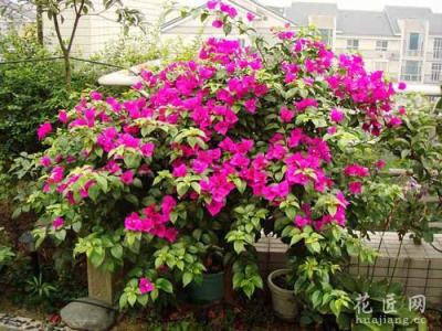 三角梅的家庭栽培方法 叶子花（三角梅）的家庭栽培及养护（图）