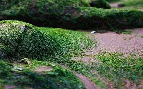 氯化磷酰胆碱钙盐 海苔有什么营养 胆碱和钙很丰富